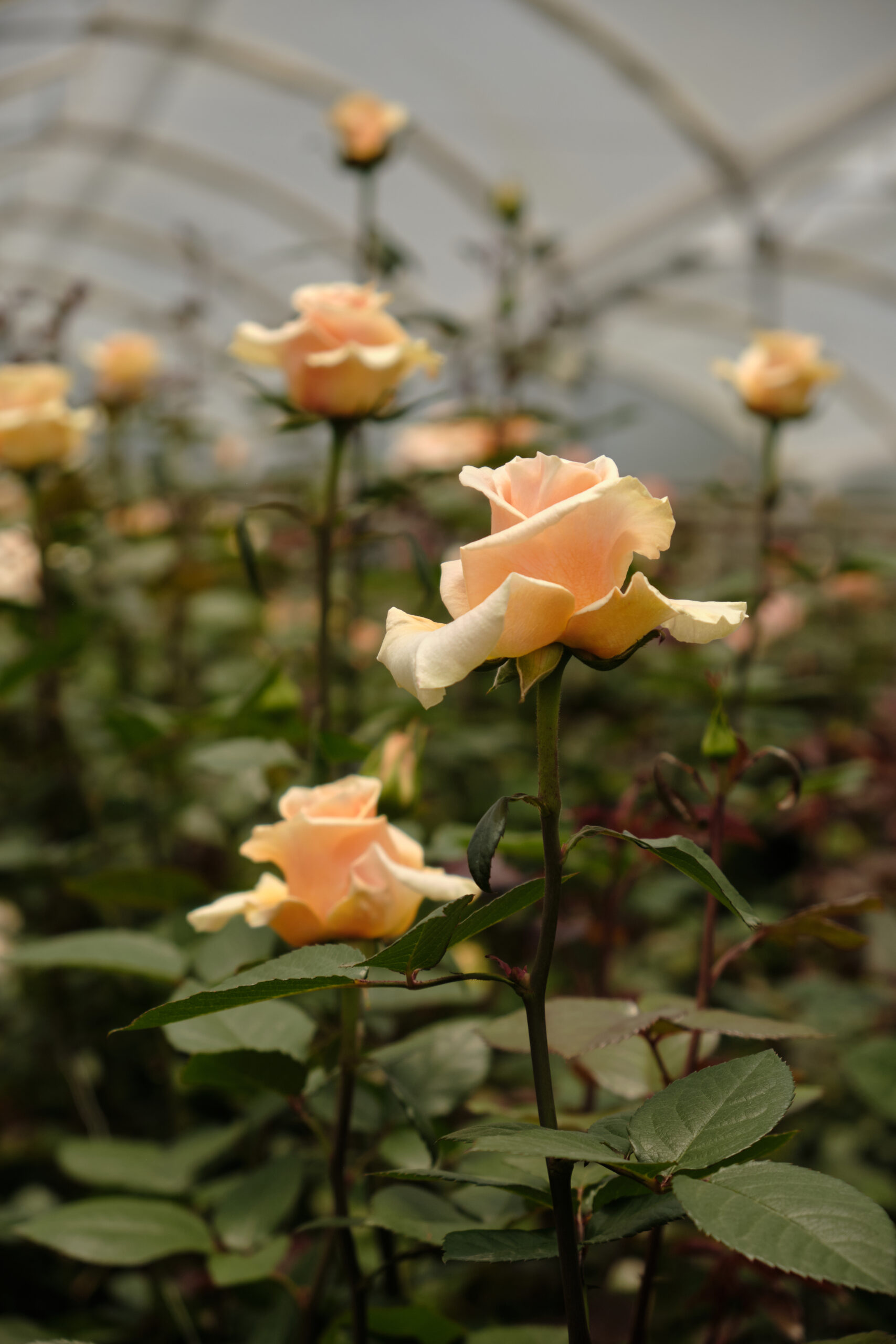 Fresh roses growing in a greenhouse