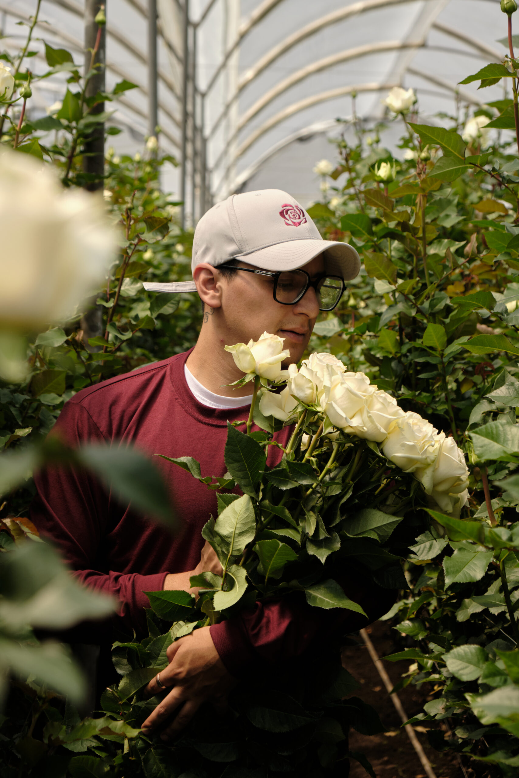 Fresh cut flowers being selected at the grower