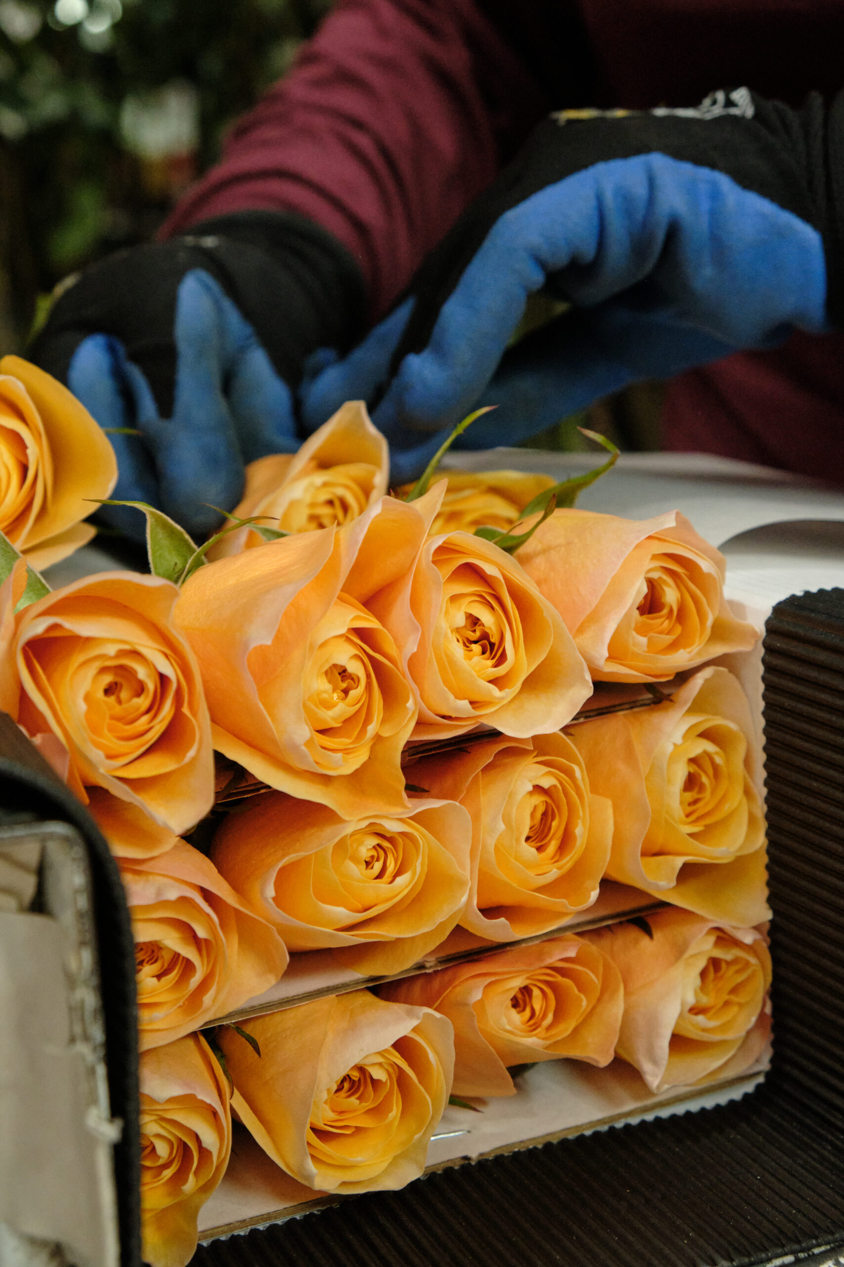 Fresh roses prepared for international flower trade